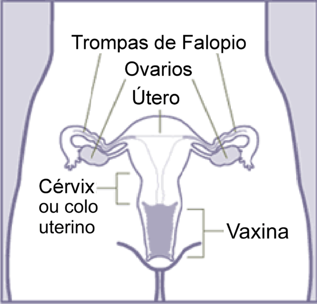 Conheça os sintomas da inflamação nos ovários - Conceito Home Care