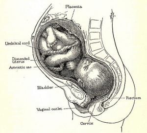 colo do utero