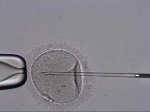 Fertilização in vitro